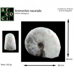 Ammonites nacarado