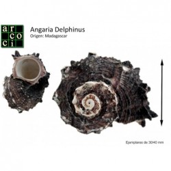 Angaria Delphinus