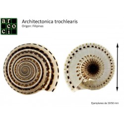 Architectonica trochlearis