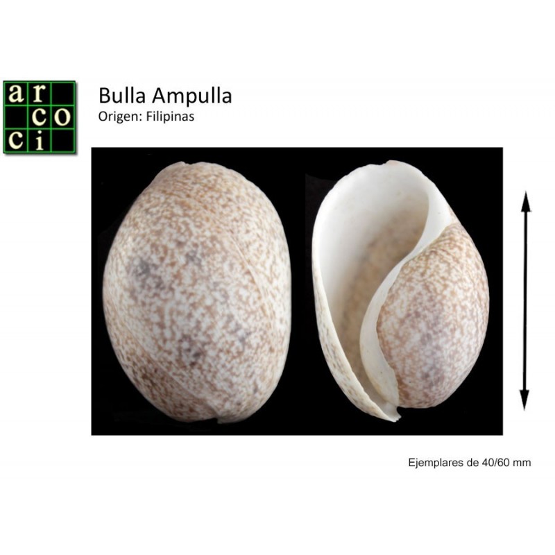 Bulla Ampulla