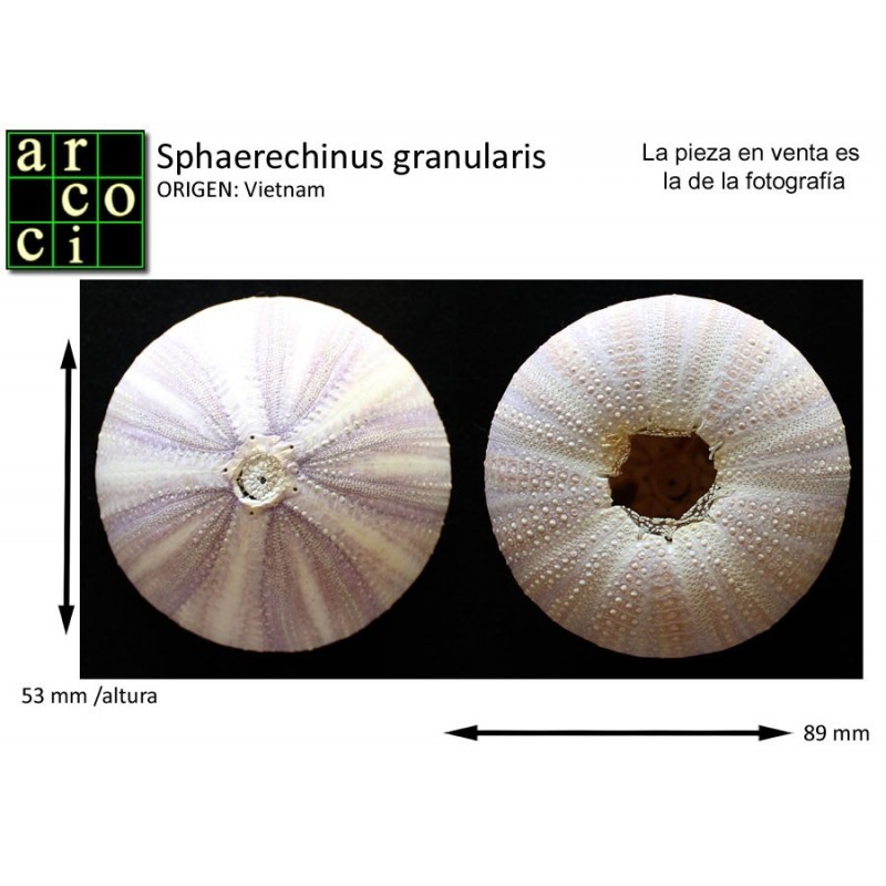 Sphaerechinus granularis