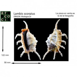 Lambis scorpius 