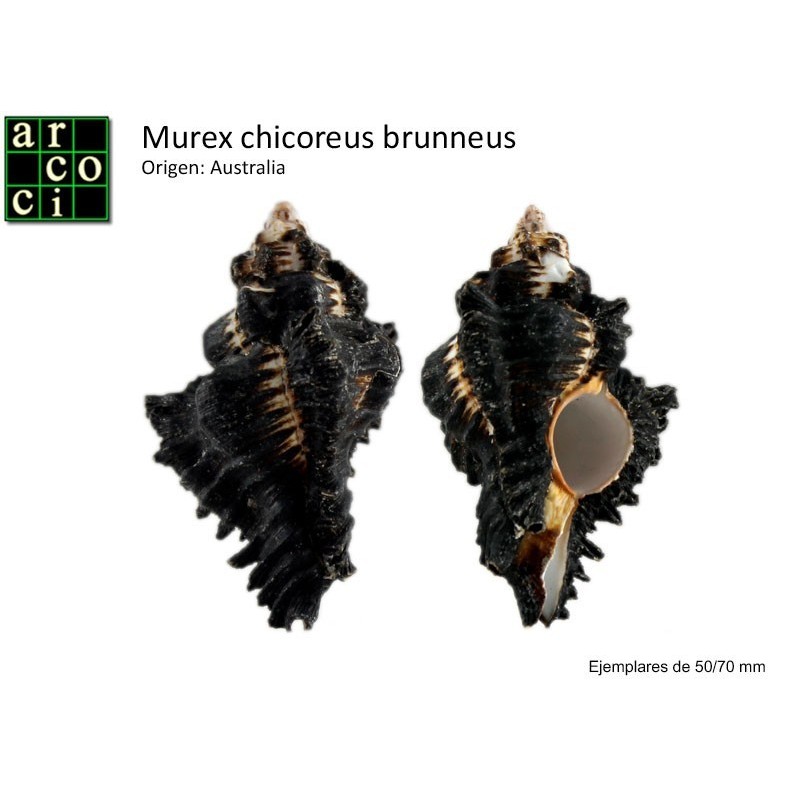 Murex chicoreus brunneus