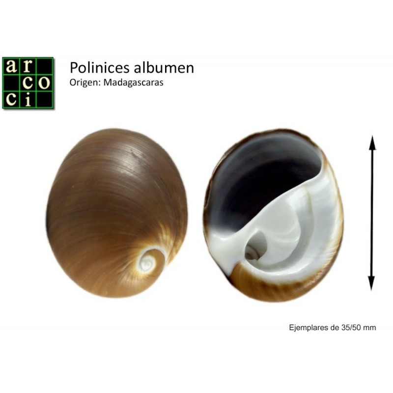 Polinices Albumen