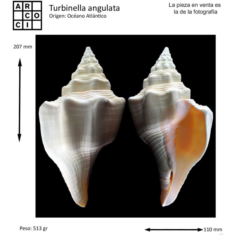 Turbinella angulata