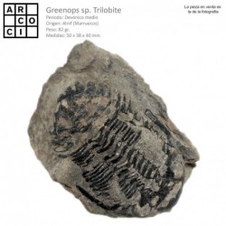 Greenops sp. Trilobite