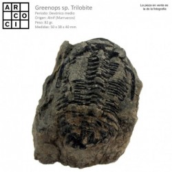 Greenops sp. Trilobite