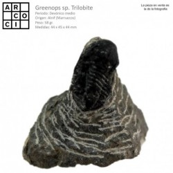 Greenops Sp.  trilobite