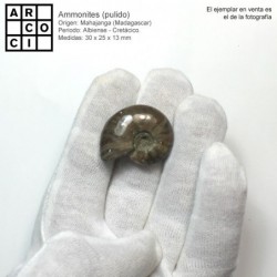 Ammonites (pulido)