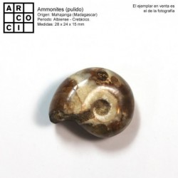 Ammonites (pulido)